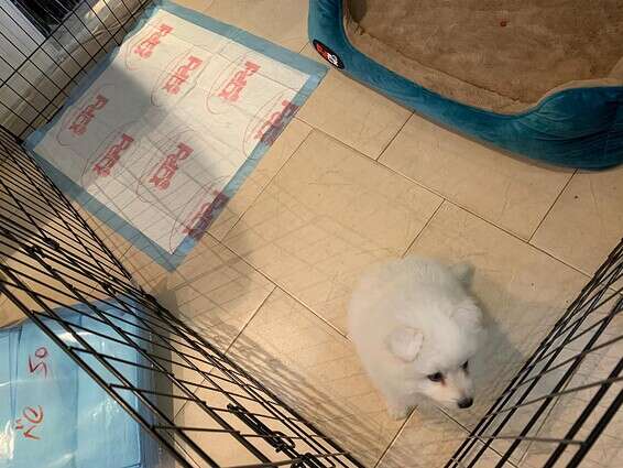 בשביל לקבע את הפדים וכלוב הגורים לרצפה השתמשנו בסרט דביק. הפדים של PetEx באדיבות "גג לחיות" // צילום: ליאור פלג